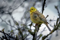 Strnad obecny - Emberiza citrinella - Yellowhammer 5318